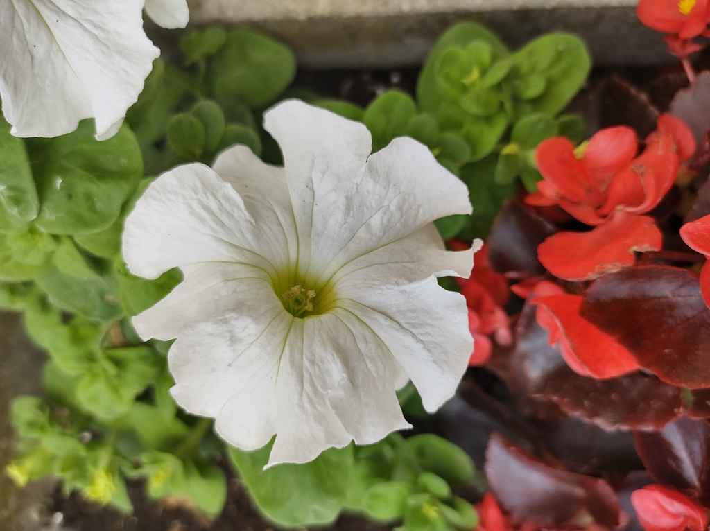 No s'ha trobat l'arxiu